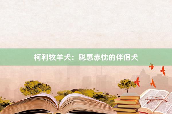 柯利牧羊犬：聪惠赤忱的伴侣犬