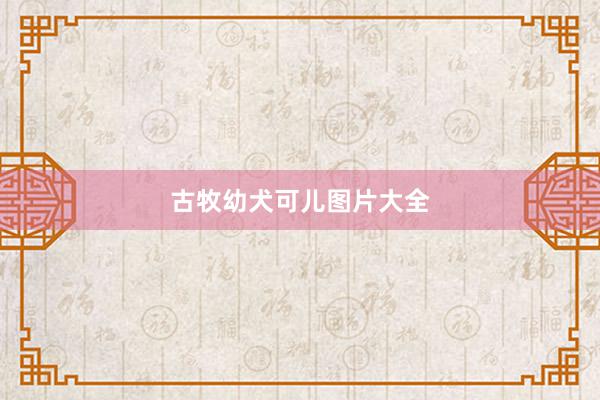 古牧幼犬可儿图片大全